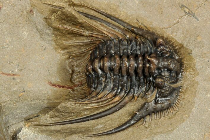 Spiny Leonaspis Trilobite - Atchana, Morocco #315945